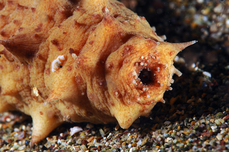 Oloturia sp